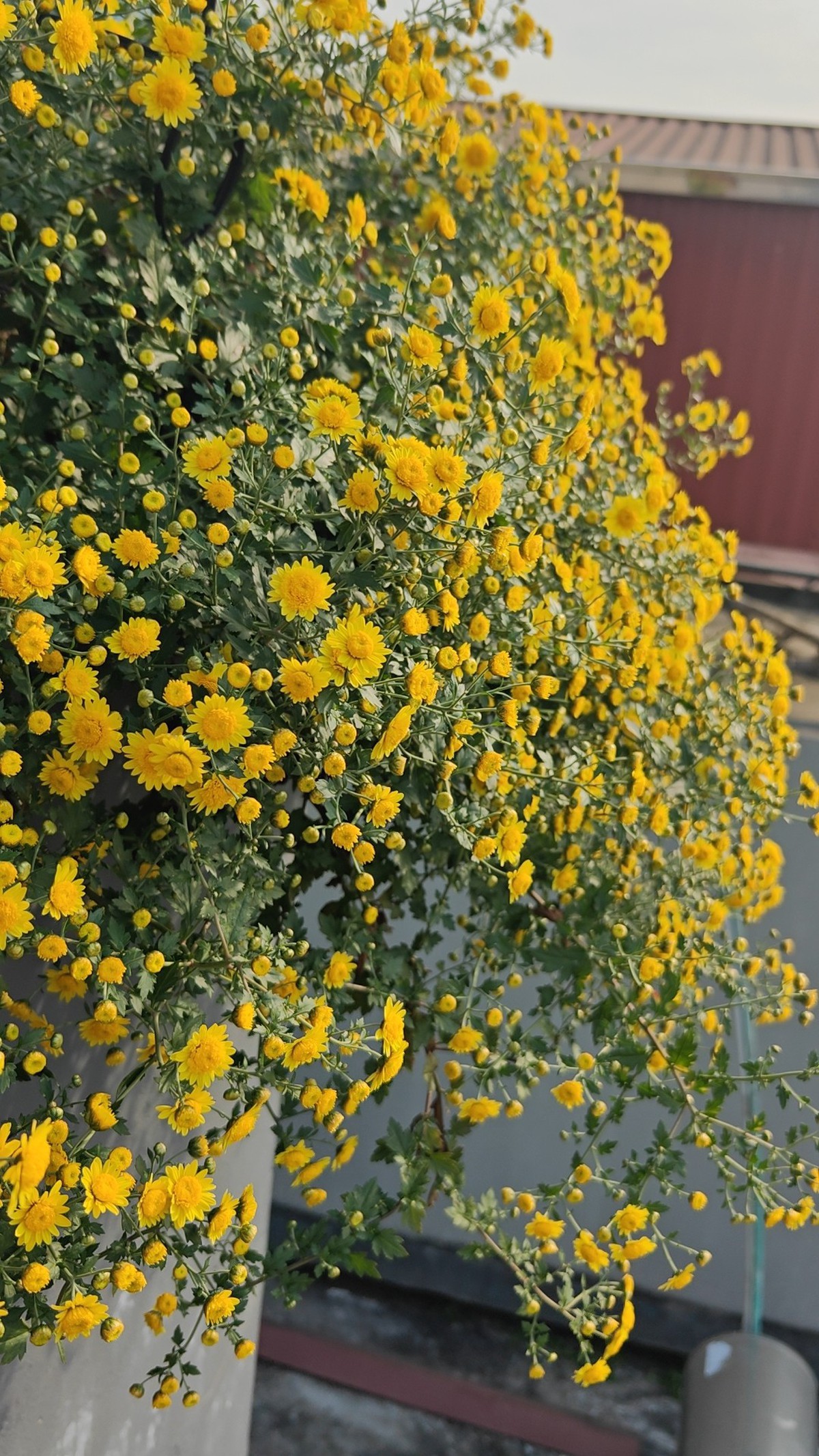 Tự làm trà hoa cúc "biếu cả họ" từ vườn trên sân thượng- Ảnh 12.