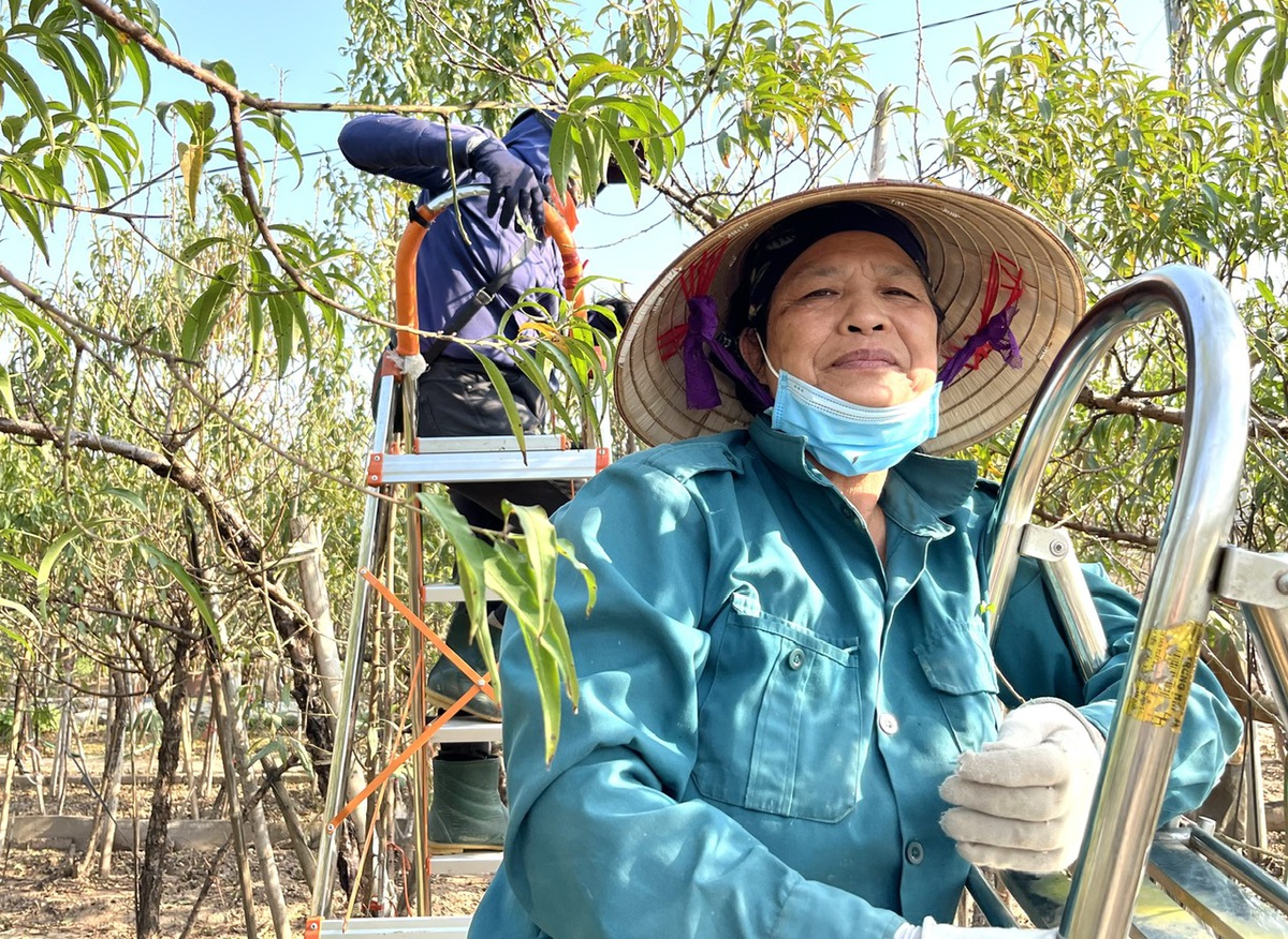 Làng đào Nhật Tân nhộn nhịp chuẩn bị vụ Tết Nguyên đán 2026- Ảnh 3.