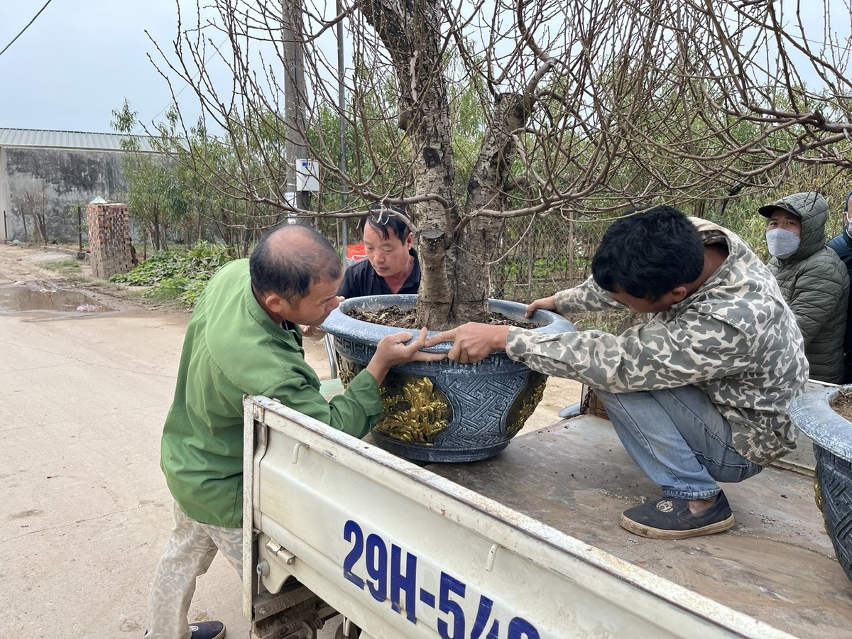 Làng đào Nhật Tân nhộn nhịp chuẩn bị vụ Tết Nguyên đán 2026- Ảnh 4.