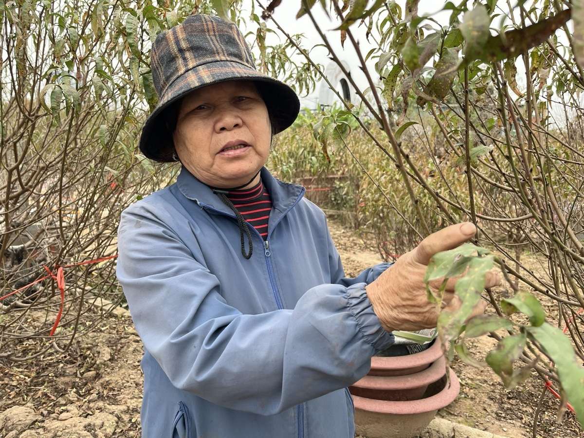 Làng đào Nhật Tân nhộn nhịp chuẩn bị vụ Tết Nguyên đán 2026- Ảnh 5.