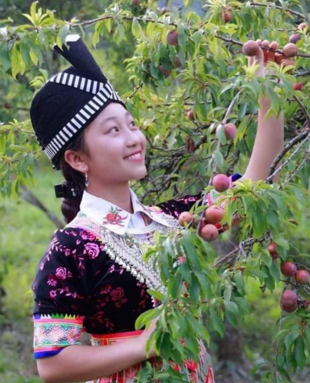 Thiếu nữ người Mông bên cây mận Tam hoa ở Mường Lống - Ảnh: nguyễn văn duẩn