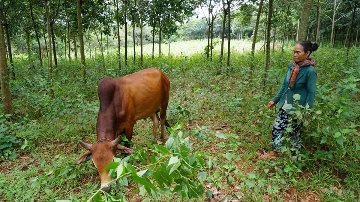 Giảm nghèo bền vững gắn với bình đẳng giới ở xã Tân Lợi- Ảnh 1. Giảm nghèo bền vững gắn với bình đẳng giới ở xã Tân Lợi- Ảnh 1.