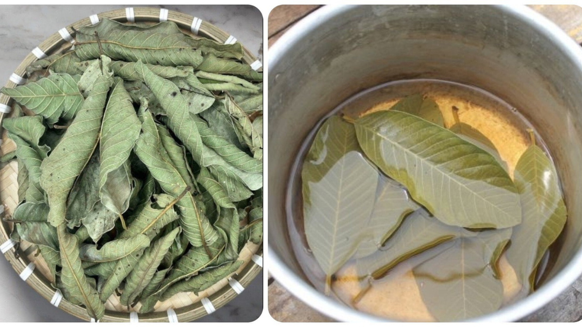 Tránh rủi ro sức khỏe khi dùng nước lá ổi - Ảnh 1.