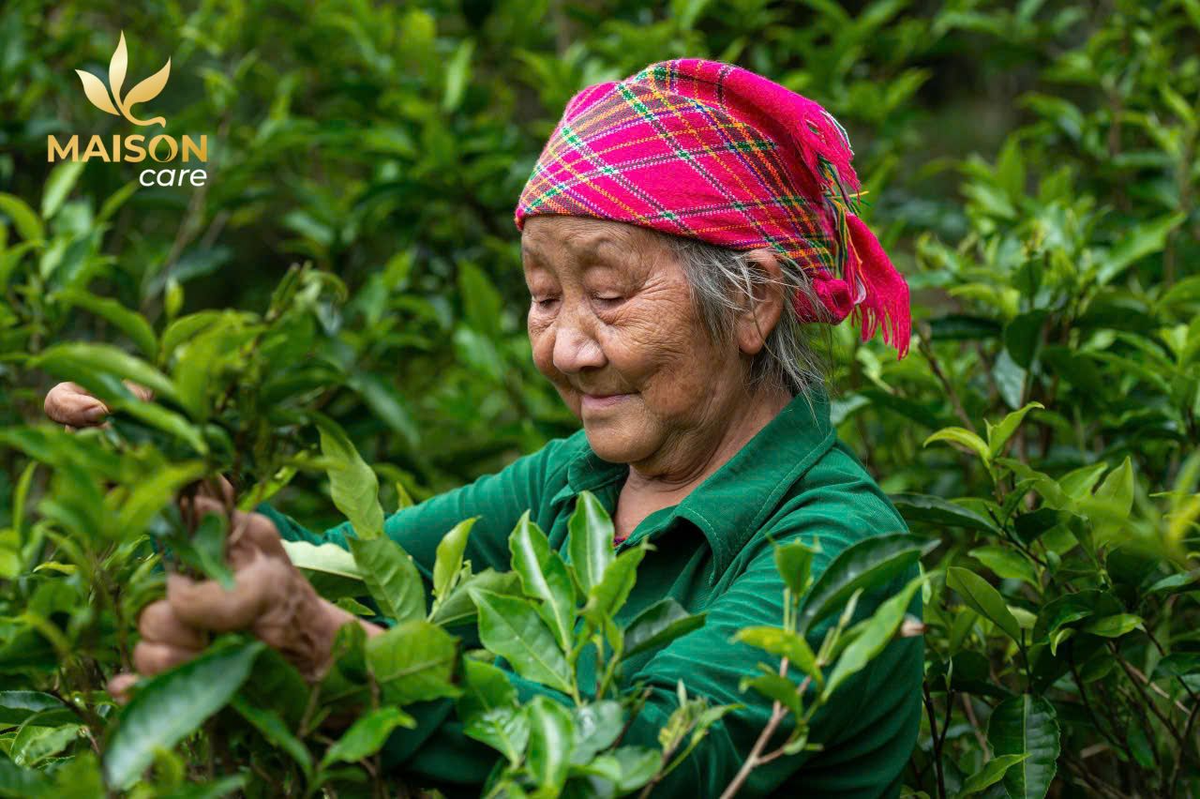Nàng dâu ở cao nguyên đá Hà Giang biến trà shan tuyết thành mỹ phẩm- Ảnh 3.