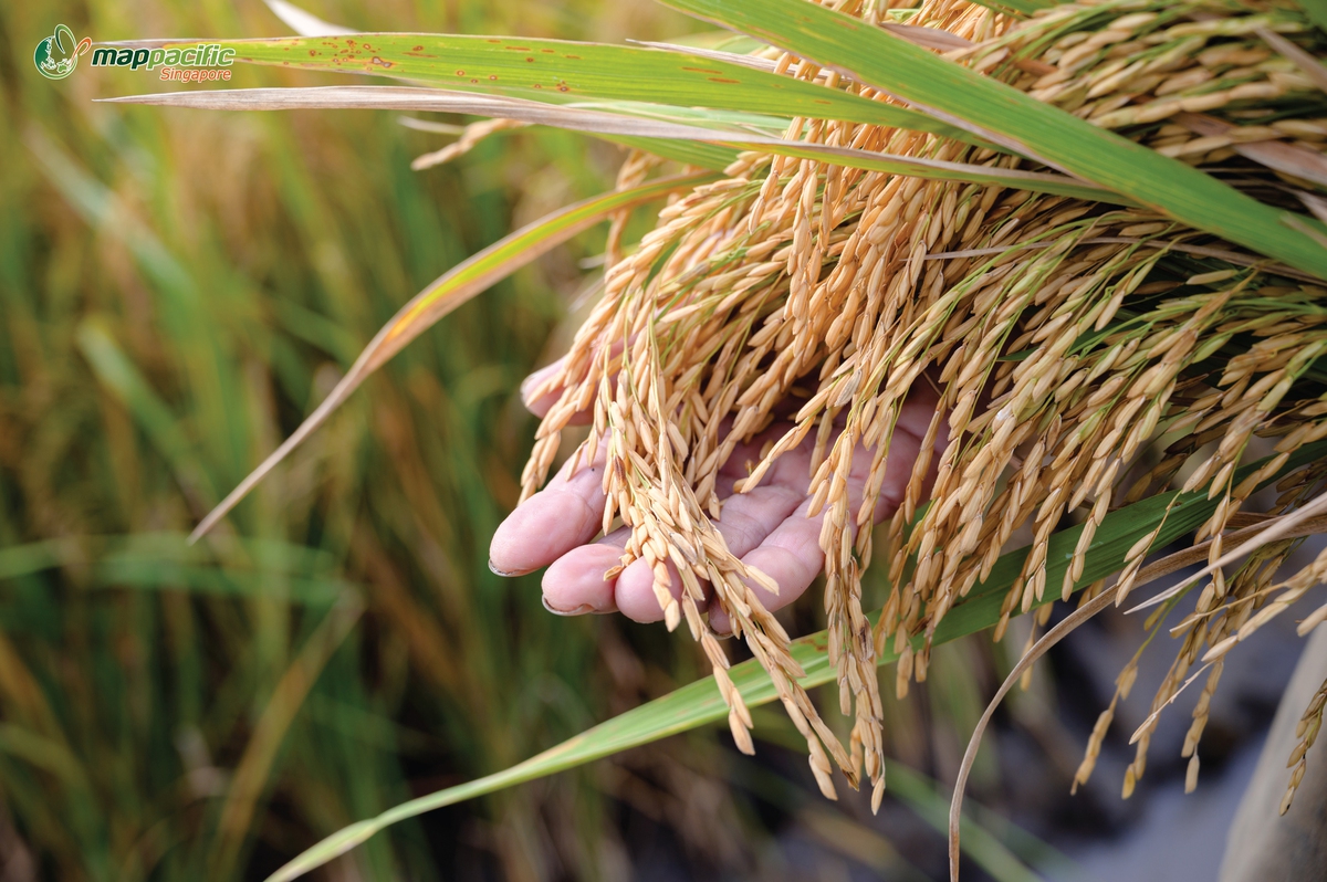 Map Pacific Singapore góp phần xây dựng nền nông nghiệp xanh, sạch, an toàn- Ảnh 2.