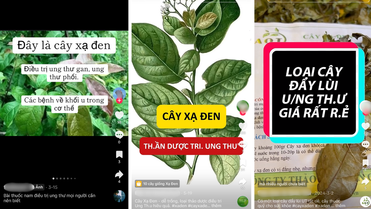 Không khó để tìm kiếm những thông tin cây xạ đen có tác dụng thần kỳ chữa ung thư trên mạng xã hội Không khó để tìm kiếm những thông tin cây xạ đen có tác dụng thần kỳ chữa ung thư trên mạng xã hội