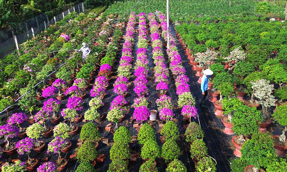 Vĩnh Long: Bừng sắc xuân trên những cánh đồng hoa Chợ Lách- Ảnh 4.