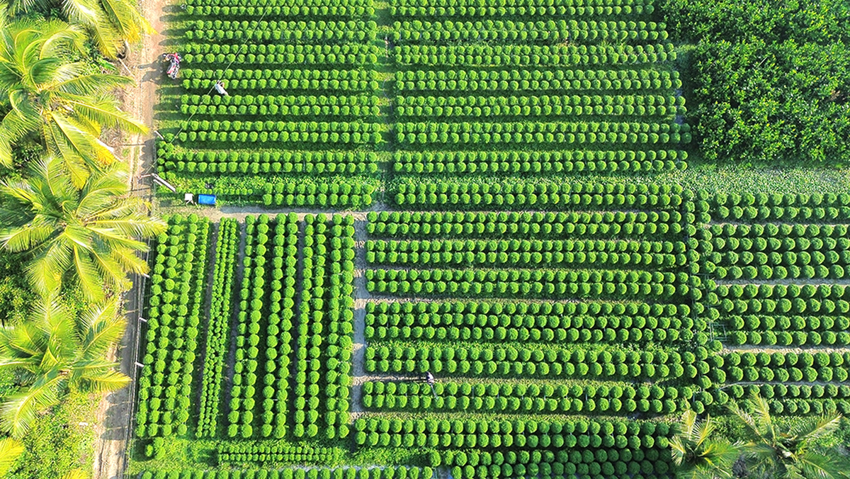 Vĩnh Long: Bừng sắc xuân trên những cánh đồng hoa Chợ Lách- Ảnh 1.