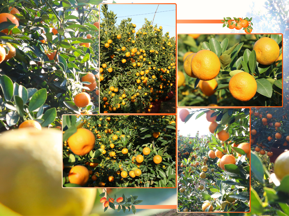 Những phụ nữ giữ nhịp Tết ở "thủ phủ quất lớn nhất miền Trung"- Ảnh 6.