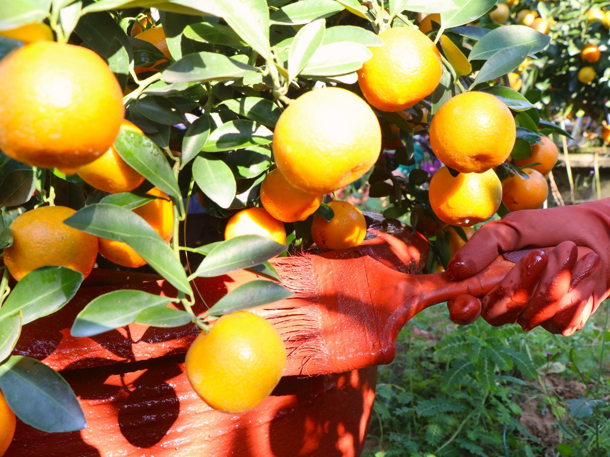 Những phụ nữ giữ nhịp Tết ở "thủ phủ quất lớn nhất miền Trung"- Ảnh 3.