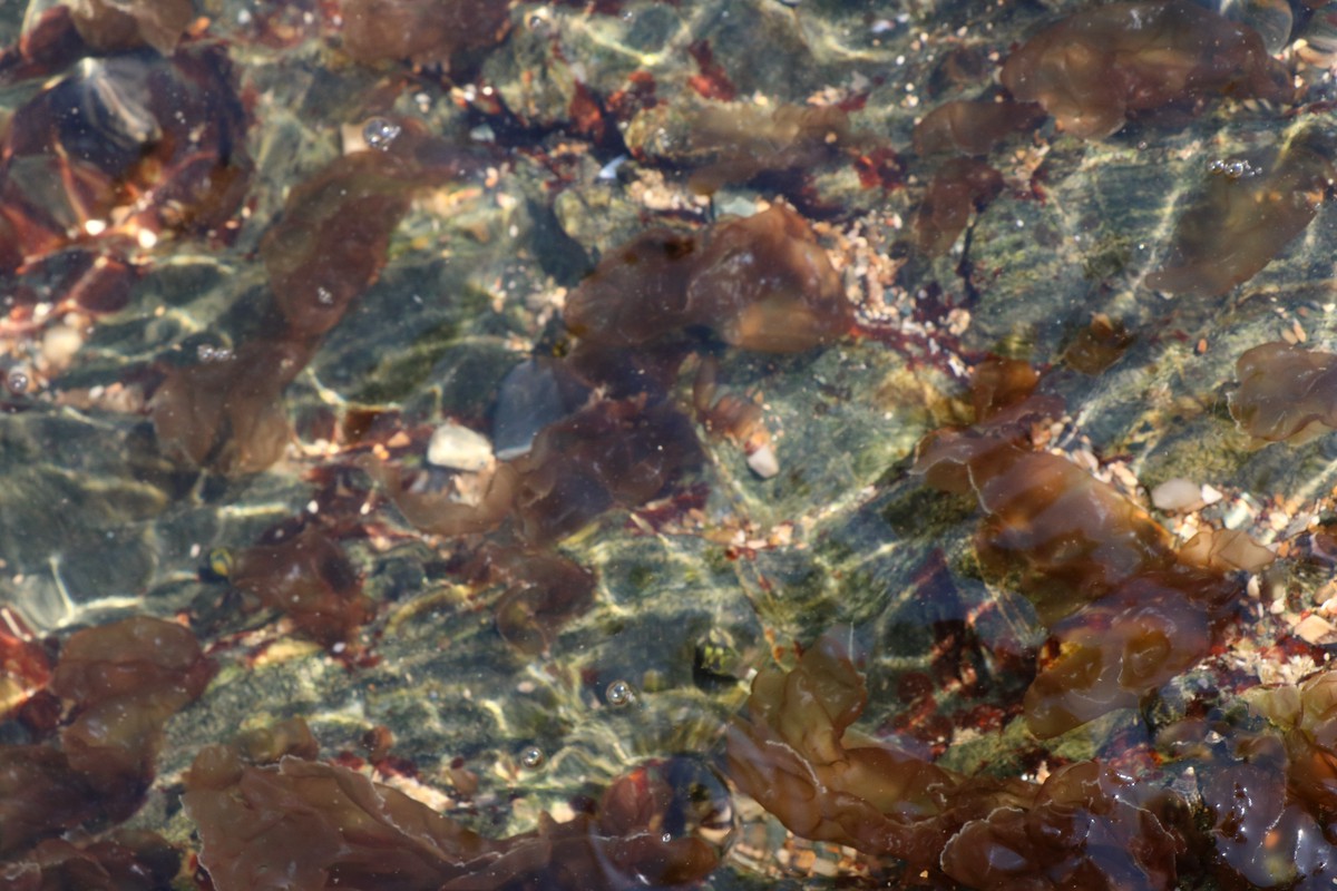 Những phụ nữ "neo mình" bên ghềnh đá mưu sinh- Ảnh 10. Những phụ nữ "neo mình" bên ghềnh đá mưu sinh- Ảnh 10.