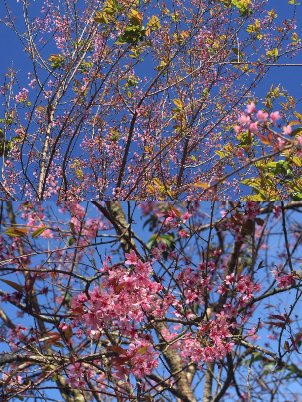 Khi hoa bung nở đồng loạt, cả không gian như được nhuộm hồng, nổi bật giữa nền trời cao nguyên và rừng thông xanh thẫm.