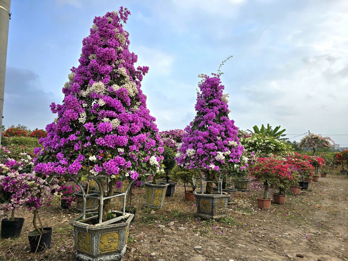 Thủ phủ hoa giấy miền Bắc rực rỡ khoe sắc, nông dân thấp thỏm chờ khách- Ảnh 18.