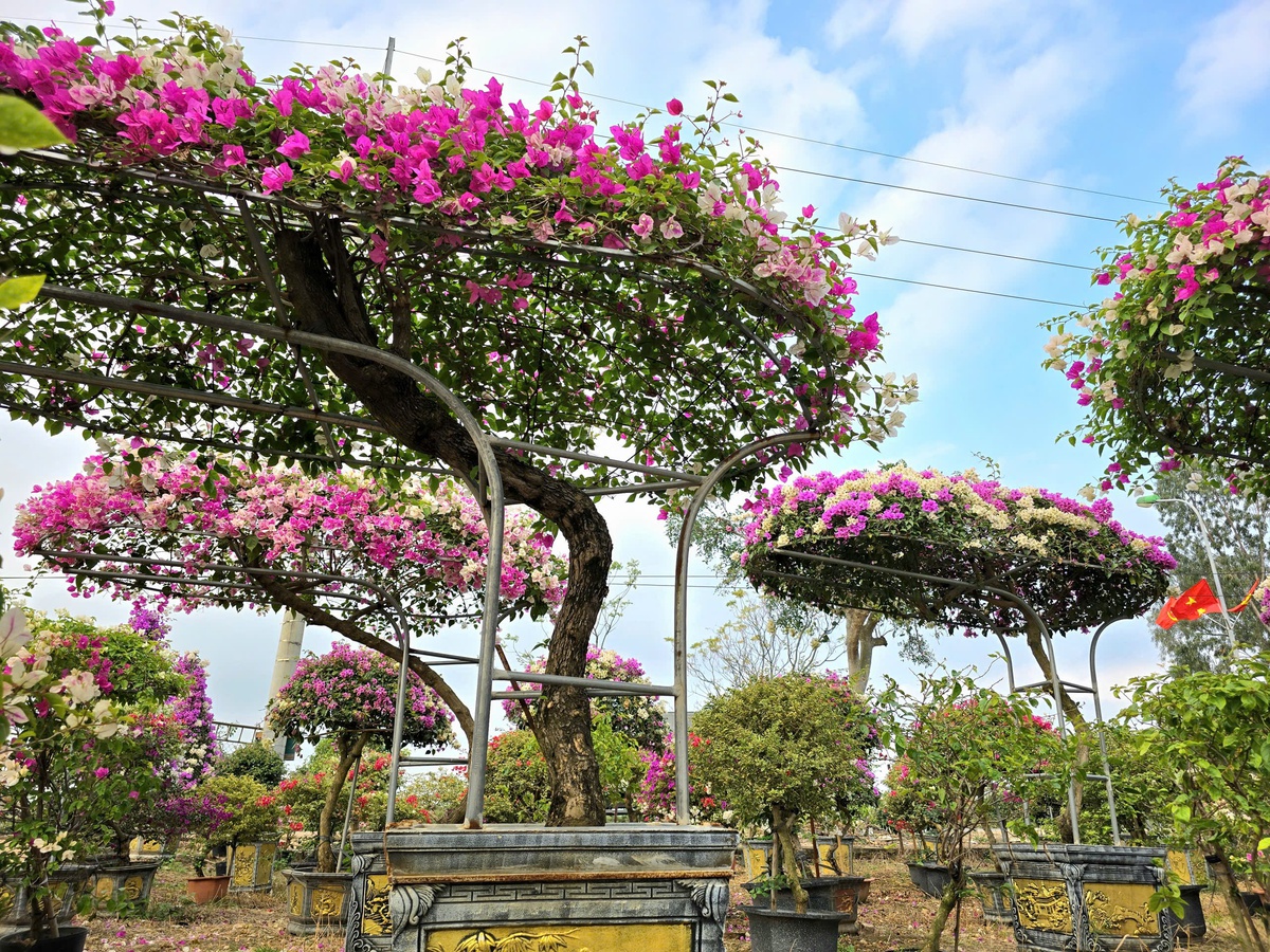 Thủ phủ hoa giấy miền Bắc rực rỡ khoe sắc, nông dân thấp thỏm chờ khách- Ảnh 19.