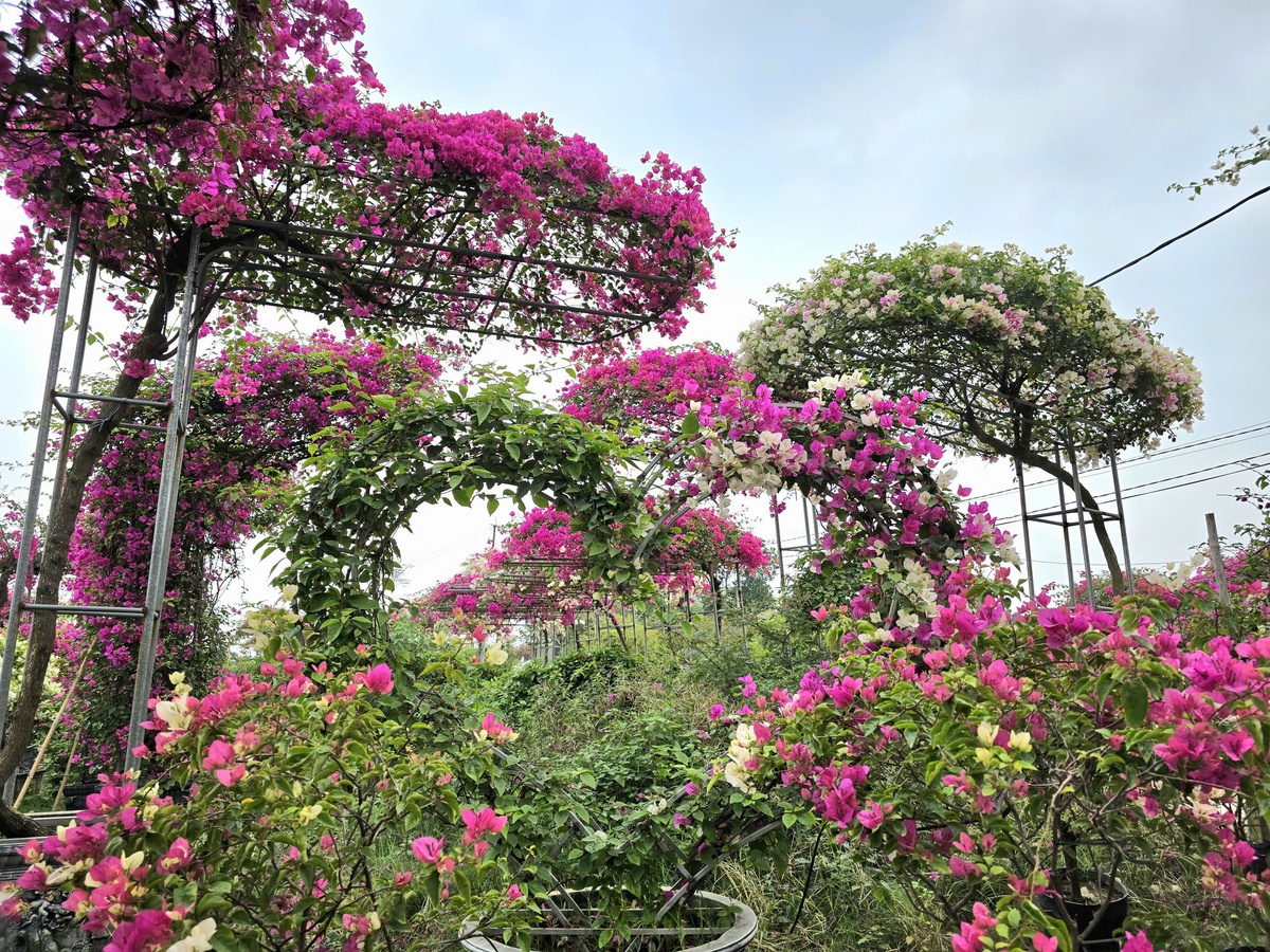 Thủ phủ hoa giấy miền Bắc rực rỡ khoe sắc, nông dân thấp thỏm chờ khách- Ảnh 3.