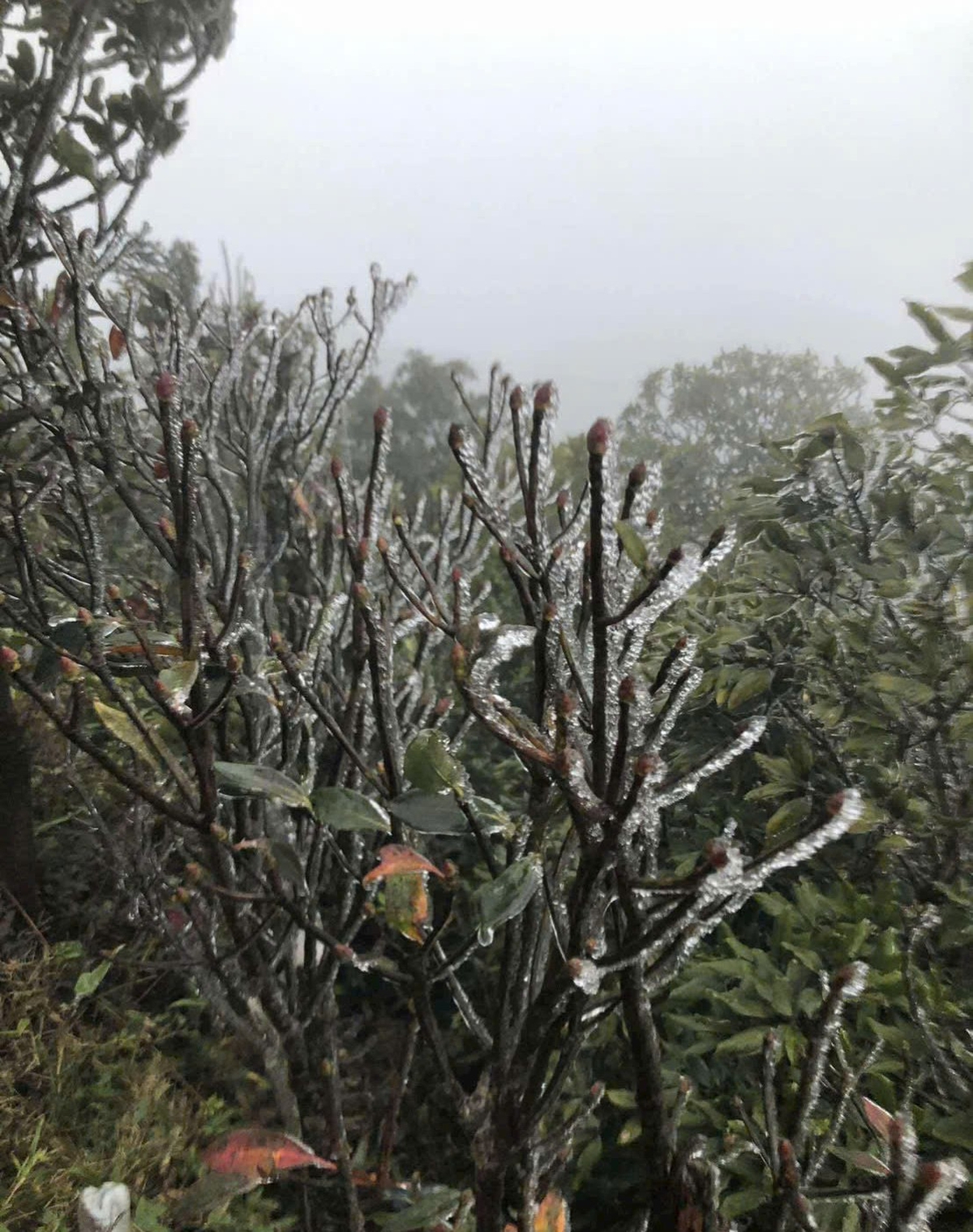 Băng giá, sương muối trắng rừng Mẫu Sơn- Ảnh 1.