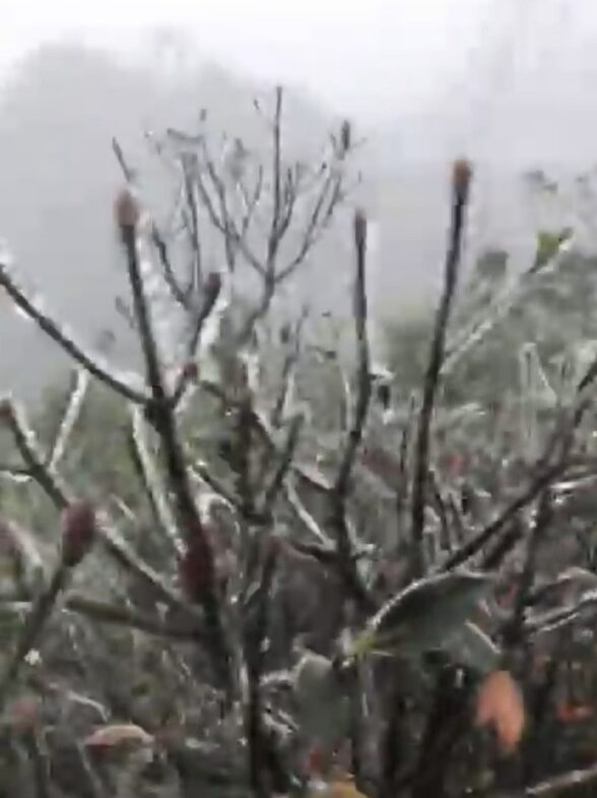 Băng giá, sương muối trắng rừng Mẫu Sơn- Ảnh 2.