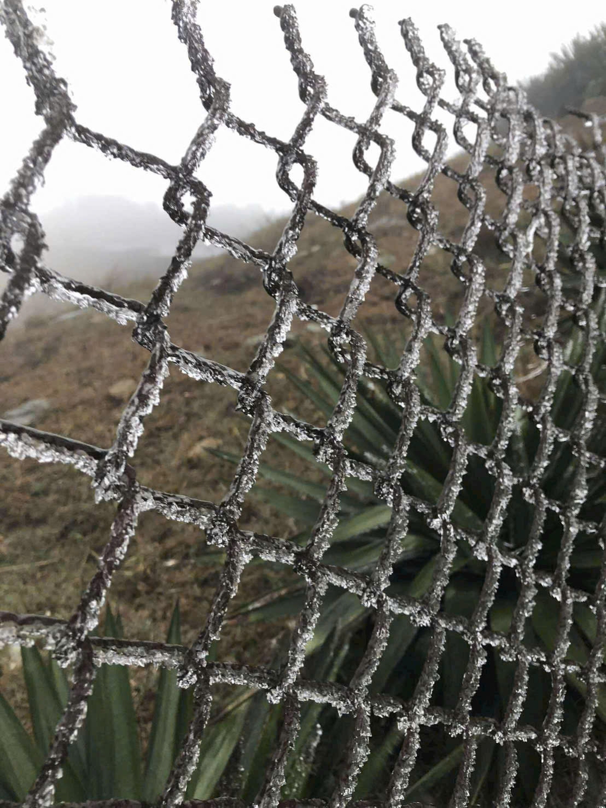 Băng giá, sương muối trắng rừng Mẫu Sơn- Ảnh 3.