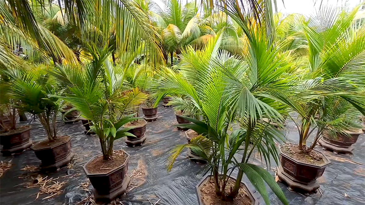 An Giang: Độc đáo rặng dừa "Phúc - Lộc - Thọ" trên Cồn Én- Ảnh 2.