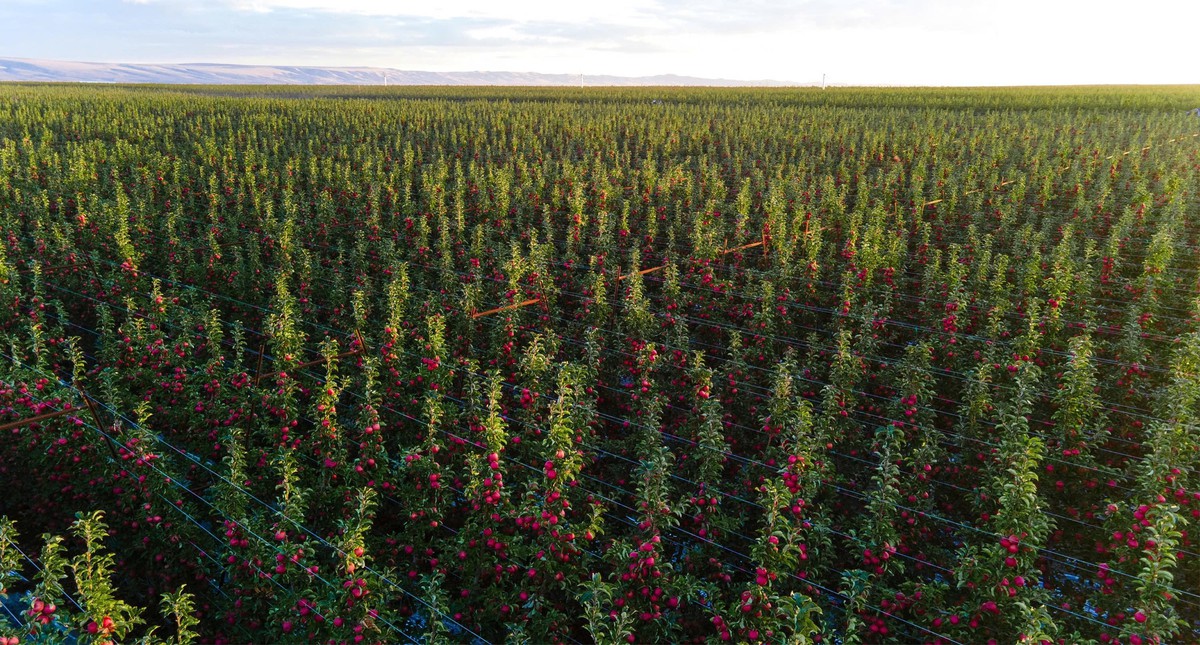 Washington Apples - Chuẩn mực nông sản Mỹ cho mâm Tết tròn vị của người Việt- Ảnh 1.