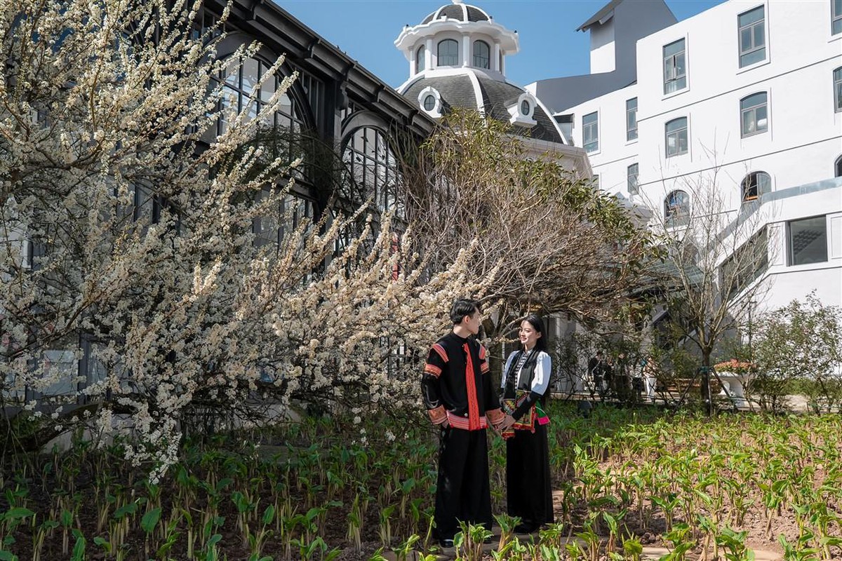 Giới trẻ "rần rần" check-in cây mận cổ thụ trắng muốt đẹp như phim tại Sun World Fansipan Legend- Ảnh 1.