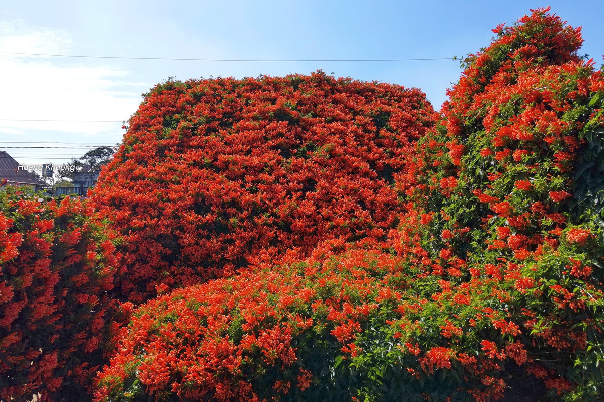 Người đàn ông 42 năm gìn giữ "ngôi nhà hoa xác pháo"- Ảnh 1.