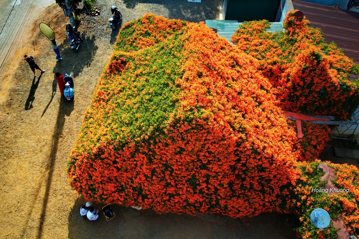 Người đàn ông 42 năm gìn giữ "ngôi nhà hoa xác pháo"- Ảnh 5.