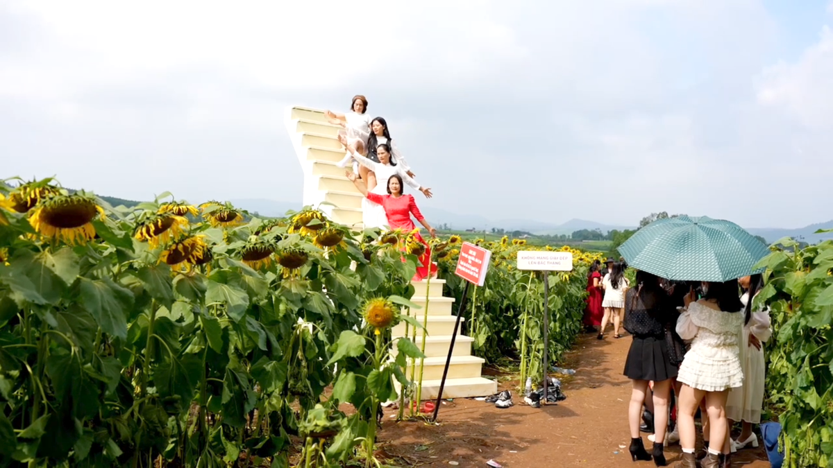 Du khách nô nức check-in đón năm mới ở cánh đồng hoa hướng dương xứ Nghệ- Ảnh 2. Du khách nô nức check-in đón năm mới ở cánh đồng hoa hướng dương xứ Nghệ- Ảnh 2.