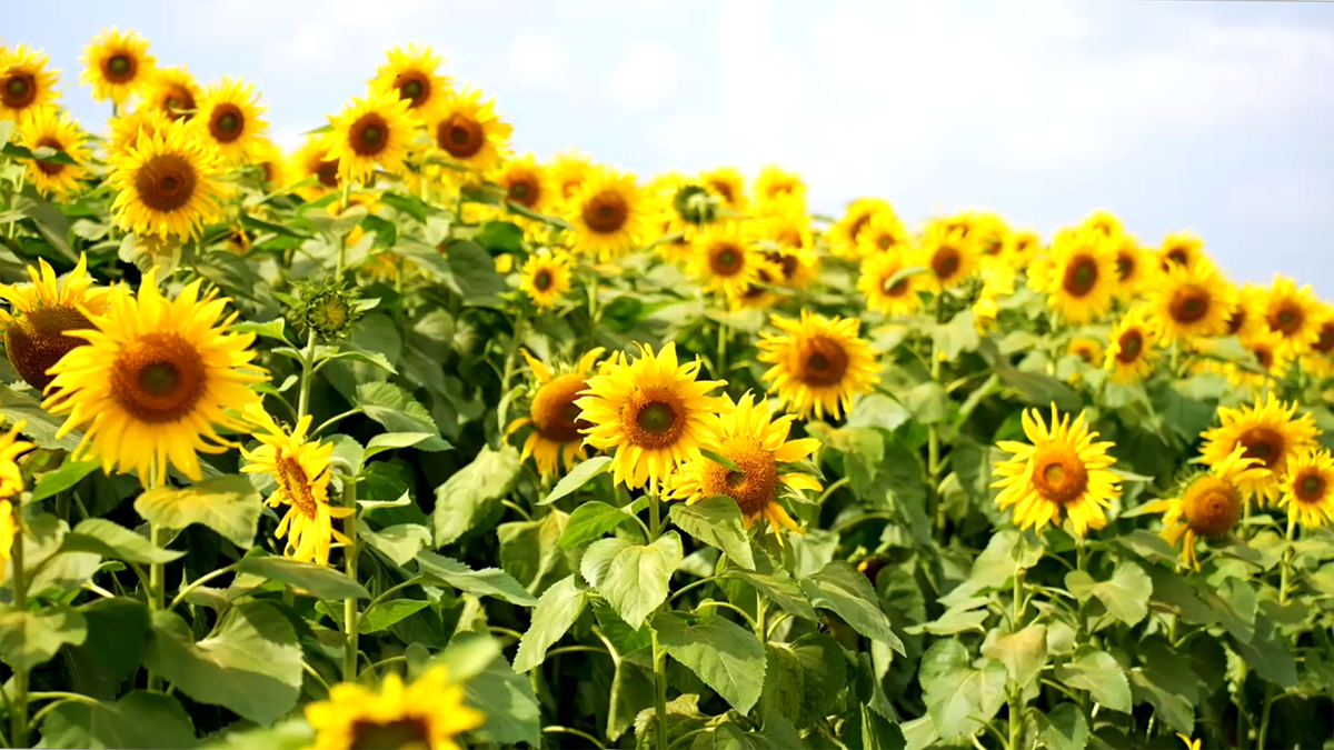 Du khách nô nức check-in đón năm mới ở cánh đồng hoa hướng dương xứ Nghệ- Ảnh 3. Du khách nô nức check-in đón năm mới ở cánh đồng hoa hướng dương xứ Nghệ- Ảnh 3.