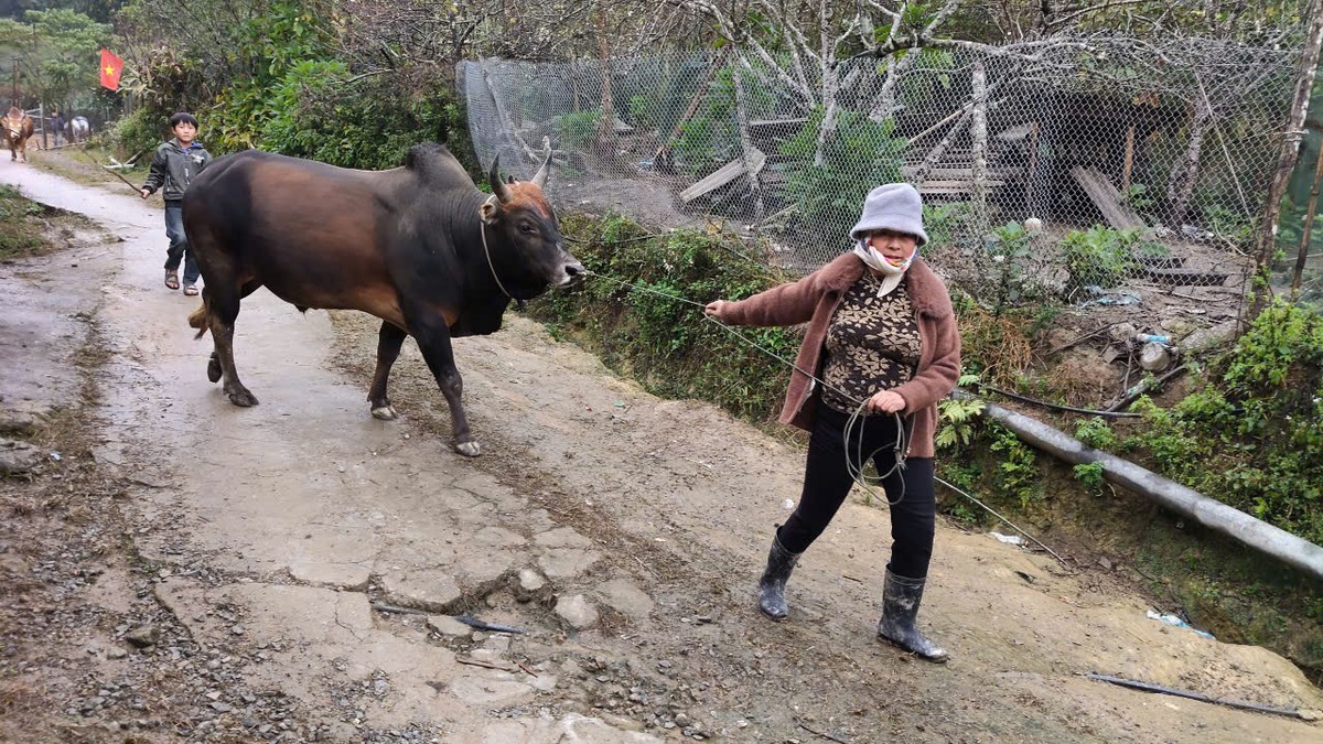 Độc đáo ngày hội chọi bò đầu năm mới ở cổng trời Mường Lống- Ảnh 1. Độc đáo ngày hội chọi bò đầu năm mới ở cổng trời Mường Lống- Ảnh 1.