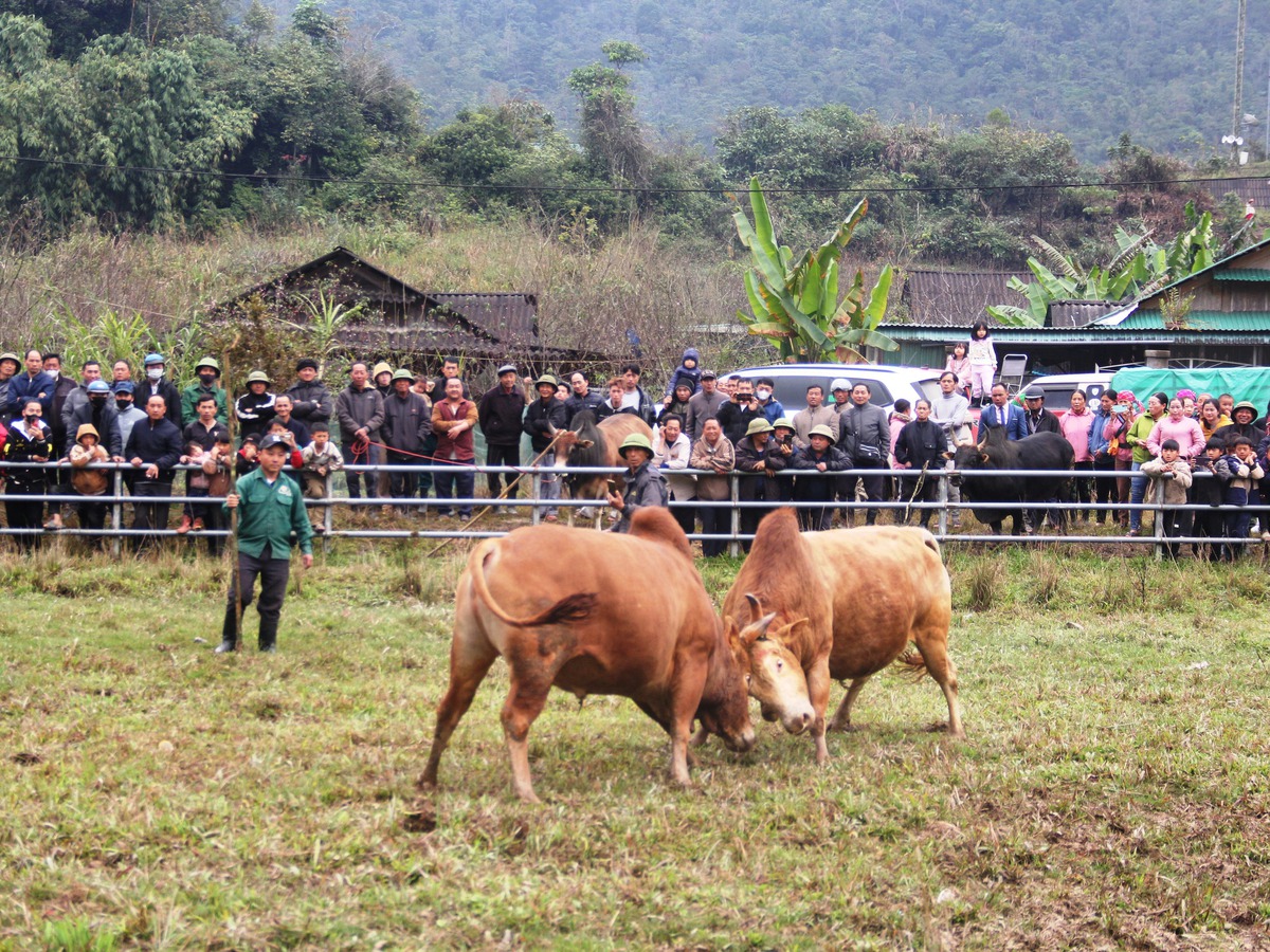 Độc đáo ngày hội chọi bò đầu năm mới ở cổng trời Mường Lống- Ảnh 5. Độc đáo ngày hội chọi bò đầu năm mới ở cổng trời Mường Lống- Ảnh 5.