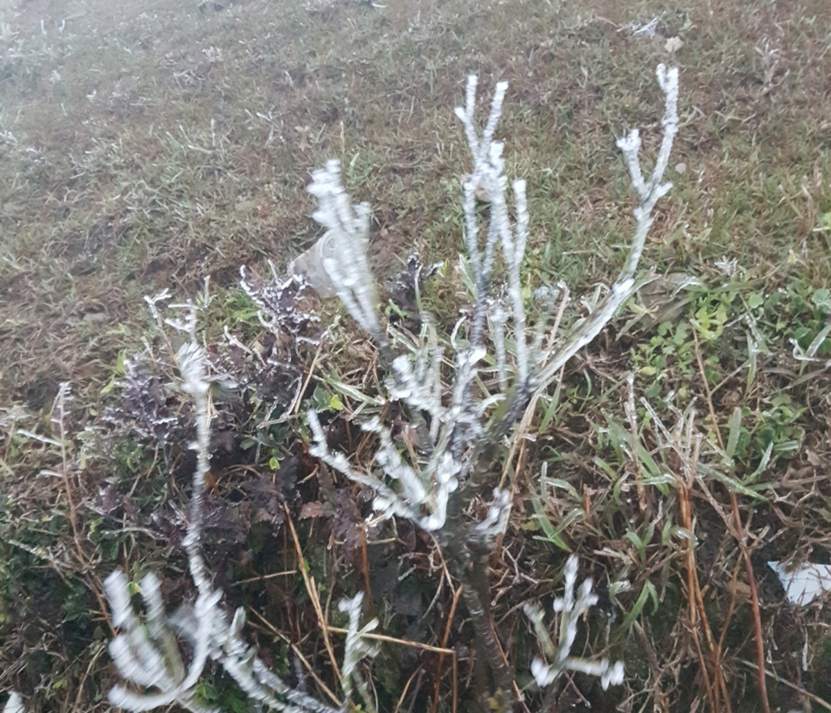 Đỉnh Mẫu Sơn nhiệt độ xuống 4 độ C, khả năng xuất hiện băng giá- Ảnh 1.