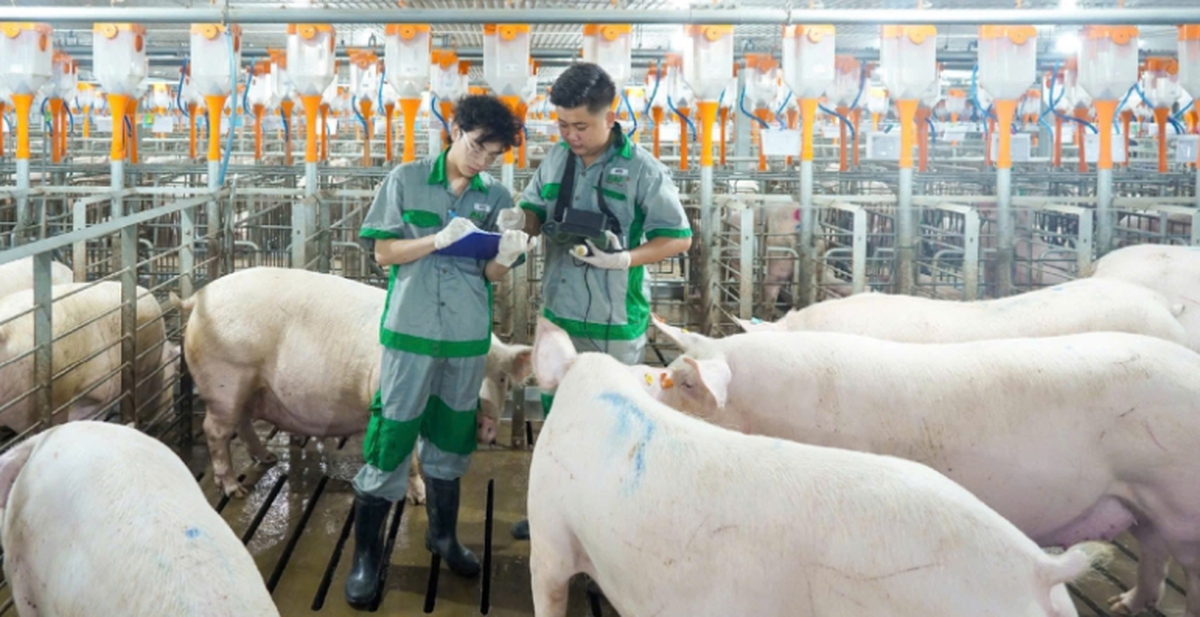 BaF Việt Nam lỗ kỷ lục: Biên lợi nhuận gãy, dòng tiền âm- Ảnh 1.