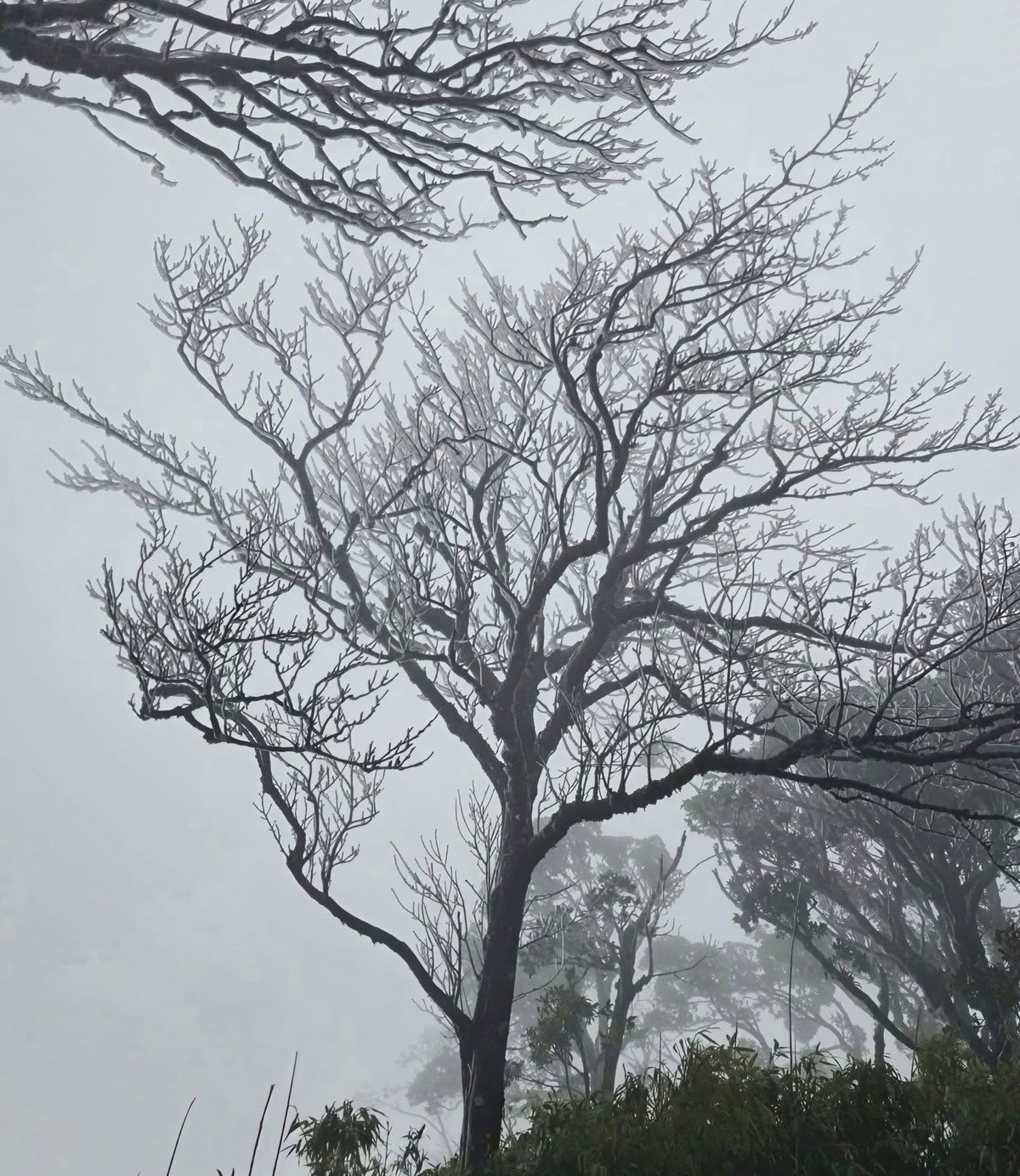 Cao Bằng: Băng giá phủ trắng trên đỉnh Phja Oắc- Ảnh 1. Cao Bằng: Băng giá phủ trắng trên đỉnh Phja Oắc- Ảnh 1.