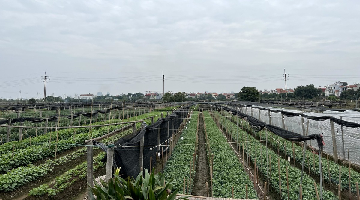 Làng hoa Tây Tựu nhộn nhịp vào vụ Tết sau những tháng ngày thiệt hại nặng nề vì thiên tai- Ảnh 6. Làng hoa Tây Tựu nhộn nhịp vào vụ Tết sau những tháng ngày thiệt hại nặng nề vì thiên tai- Ảnh 6.