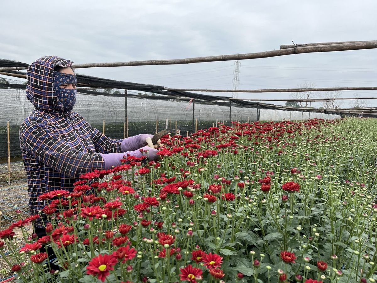 Làng hoa Tây Tựu nhộn nhịp vào vụ Tết sau những tháng ngày thiệt hại nặng nề vì thiên tai- Ảnh 1. Làng hoa Tây Tựu nhộn nhịp vào vụ Tết sau những tháng ngày thiệt hại nặng nề vì thiên tai- Ảnh 1.