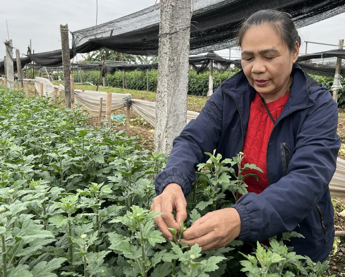 Làng hoa Tây Tựu nhộn nhịp vào vụ Tết sau những tháng ngày thiệt hại nặng nề vì thiên tai- Ảnh 2. Làng hoa Tây Tựu nhộn nhịp vào vụ Tết sau những tháng ngày thiệt hại nặng nề vì thiên tai- Ảnh 2.