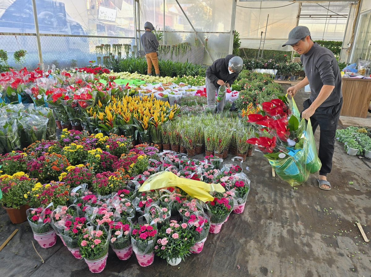 Làng hoa Xuân Quan đắt hàng sớm, giá tăng 10%-15% trong vụ Tết- Ảnh 11.