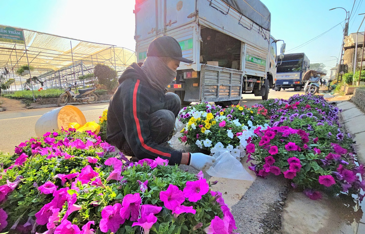 Làng hoa Xuân Quan đắt hàng sớm, giá tăng 10%-15% trong vụ Tết- Ảnh 3.