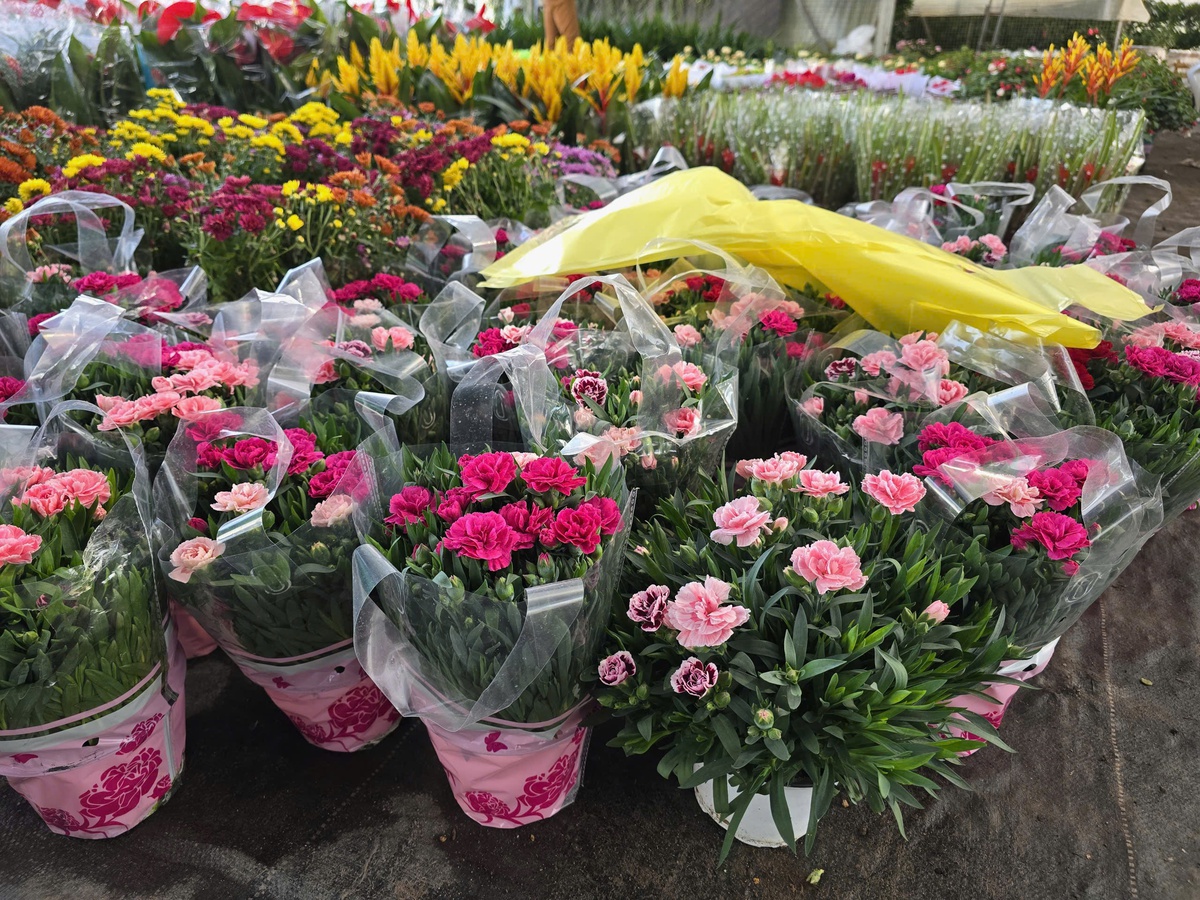 Làng hoa Xuân Quan đắt hàng sớm, giá tăng 10%-15% trong vụ Tết- Ảnh 12.