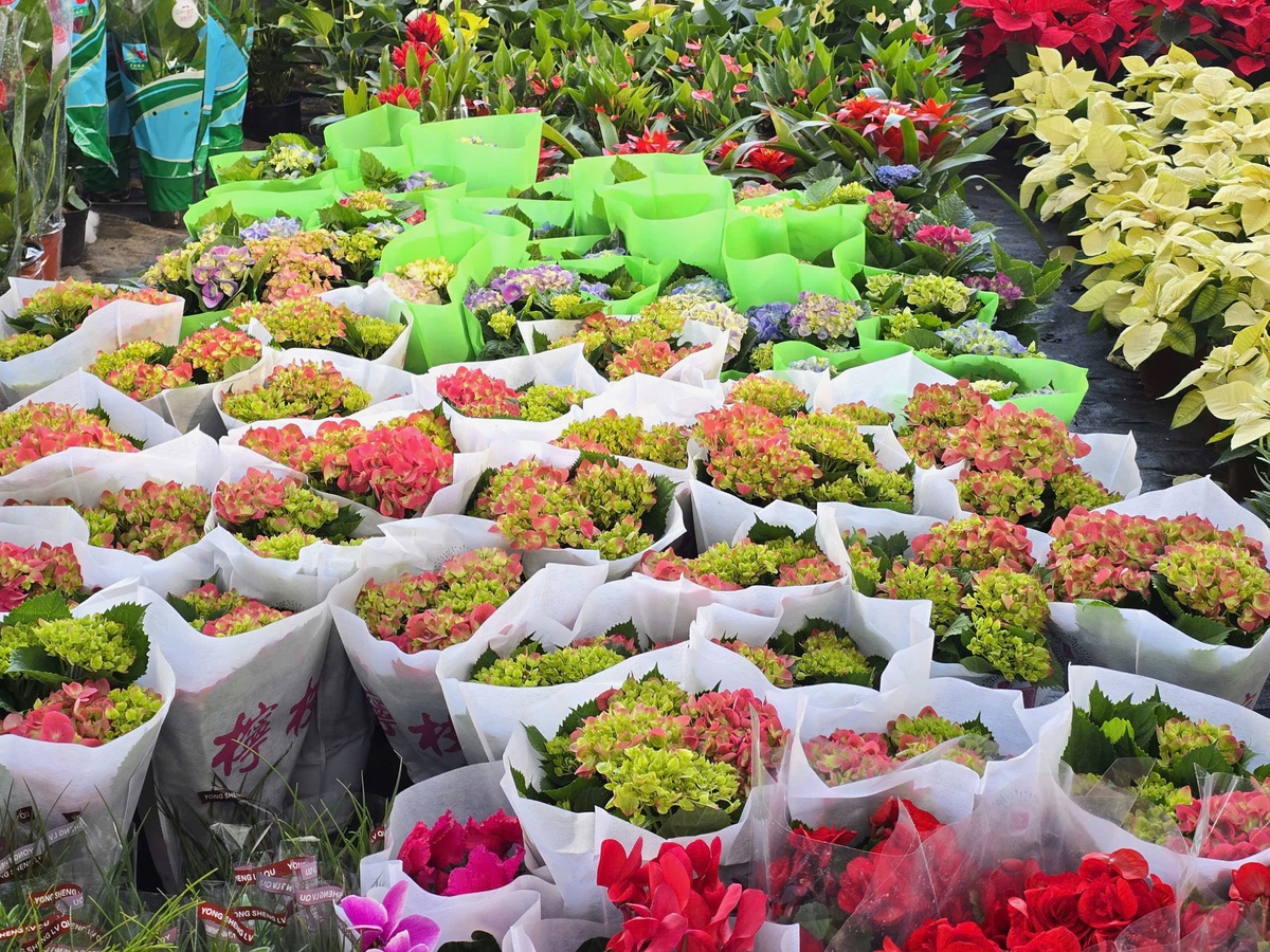 Làng hoa Xuân Quan đắt hàng sớm, giá tăng 10%-15% trong vụ Tết- Ảnh 13.