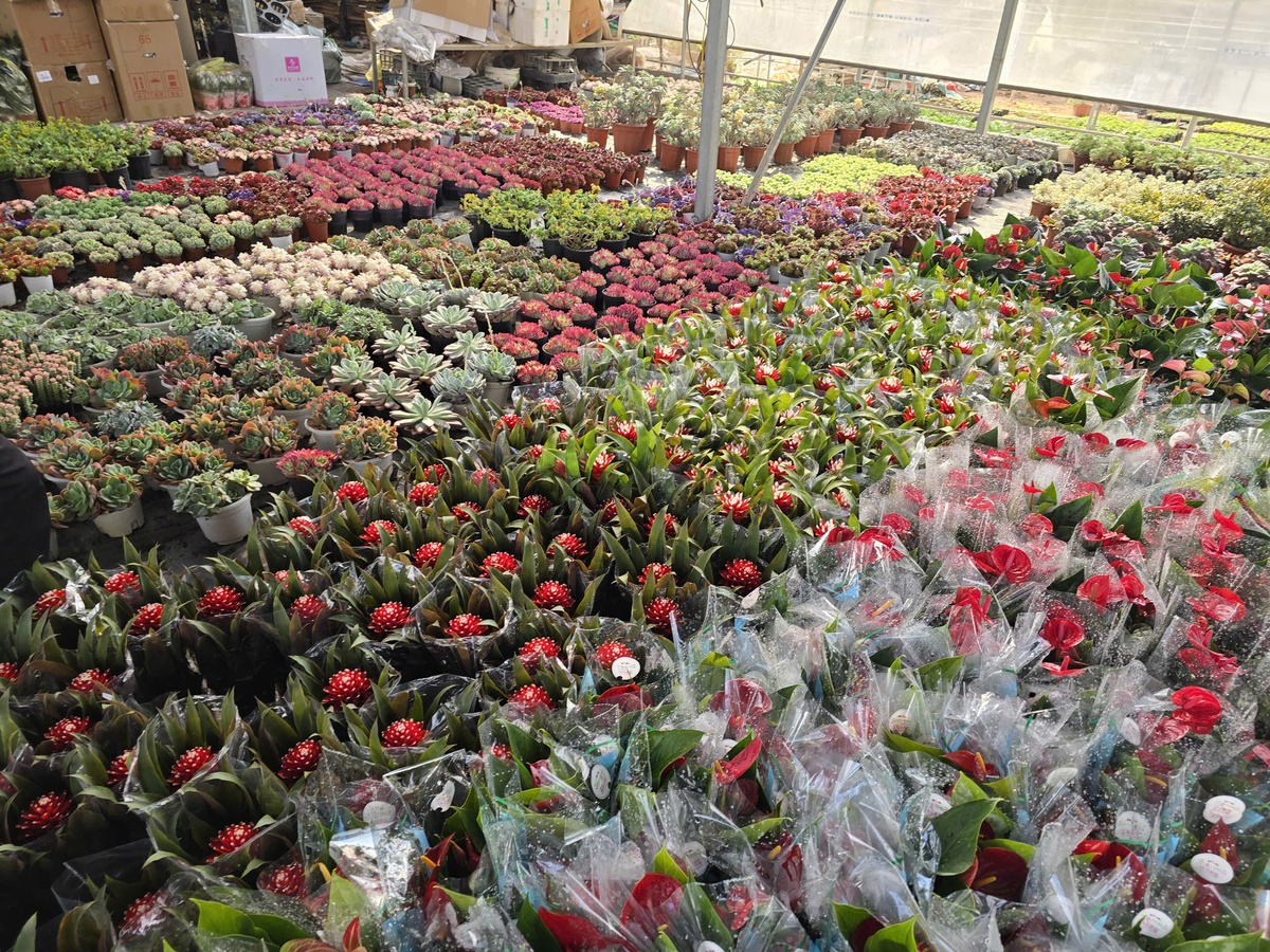 Làng hoa Xuân Quan đắt hàng sớm, giá tăng 10%-15% trong vụ Tết- Ảnh 14.