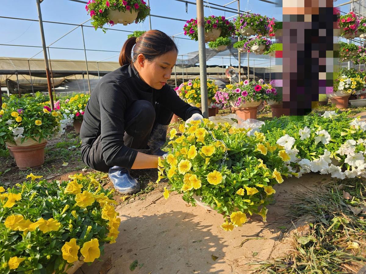 Làng hoa Xuân Quan đắt hàng sớm, giá tăng 10%-15% trong vụ Tết- Ảnh 5.