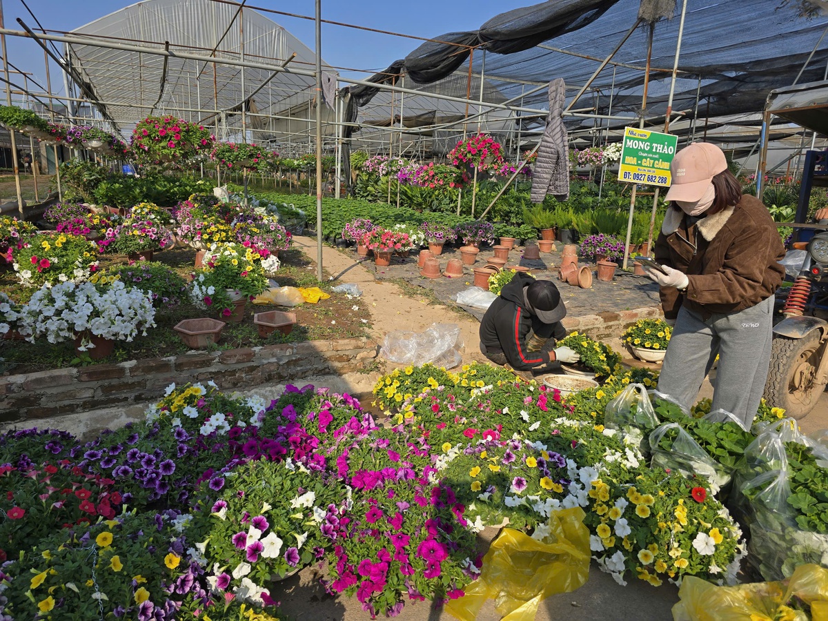 Làng hoa Xuân Quan đắt hàng sớm, giá tăng 10%-15% trong vụ Tết- Ảnh 2.