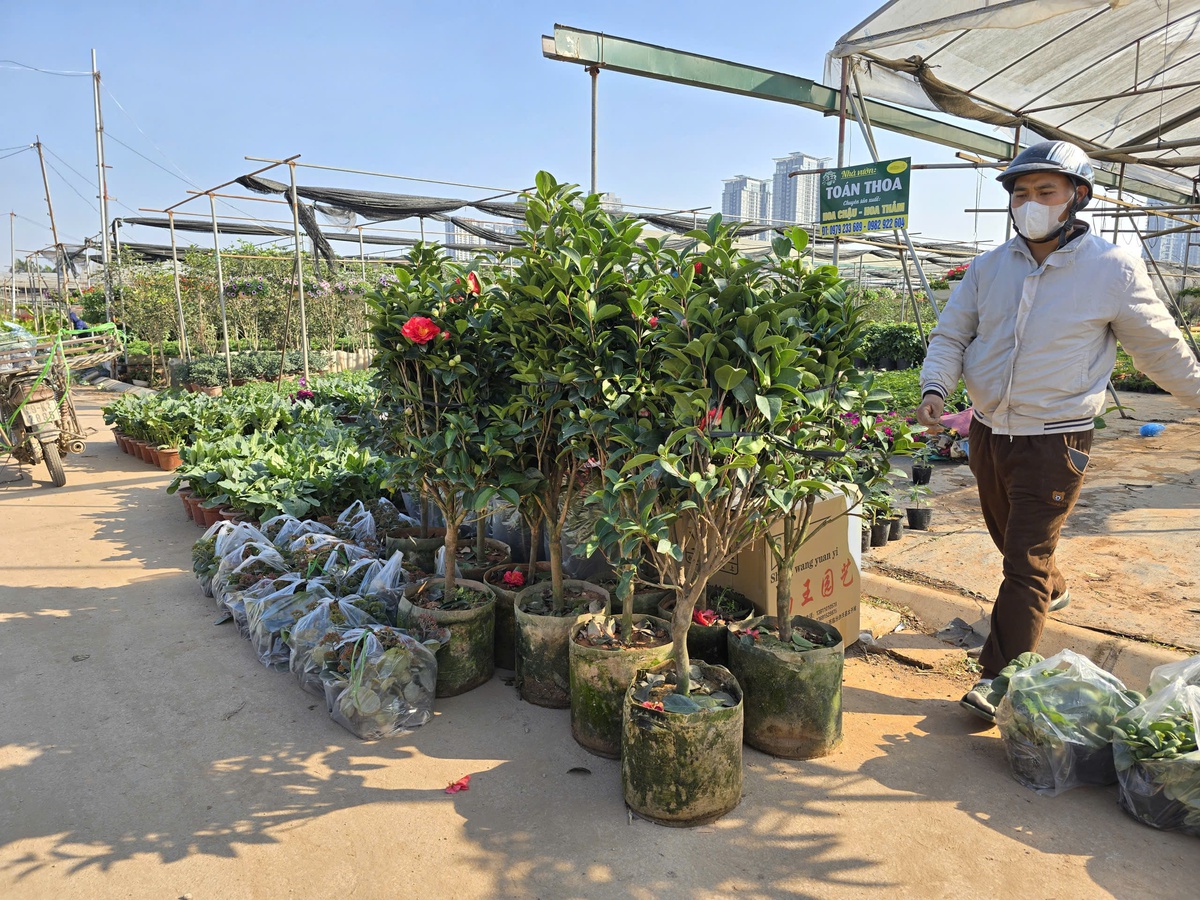 Làng hoa Xuân Quan đắt hàng sớm, giá tăng 10%-15% trong vụ Tết- Ảnh 10.
