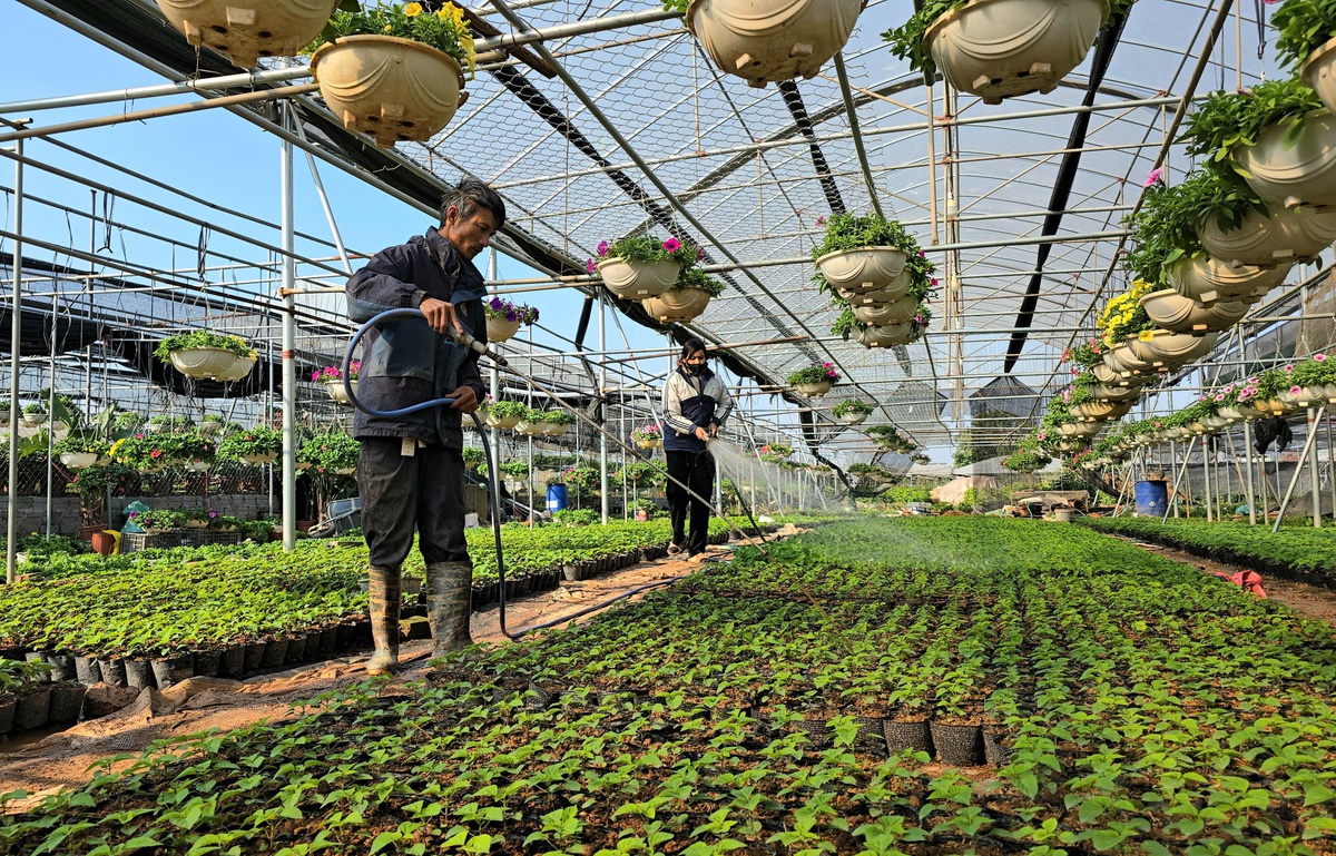 Làng hoa Xuân Quan đắt hàng sớm, giá tăng 10%-15% trong vụ Tết- Ảnh 7.