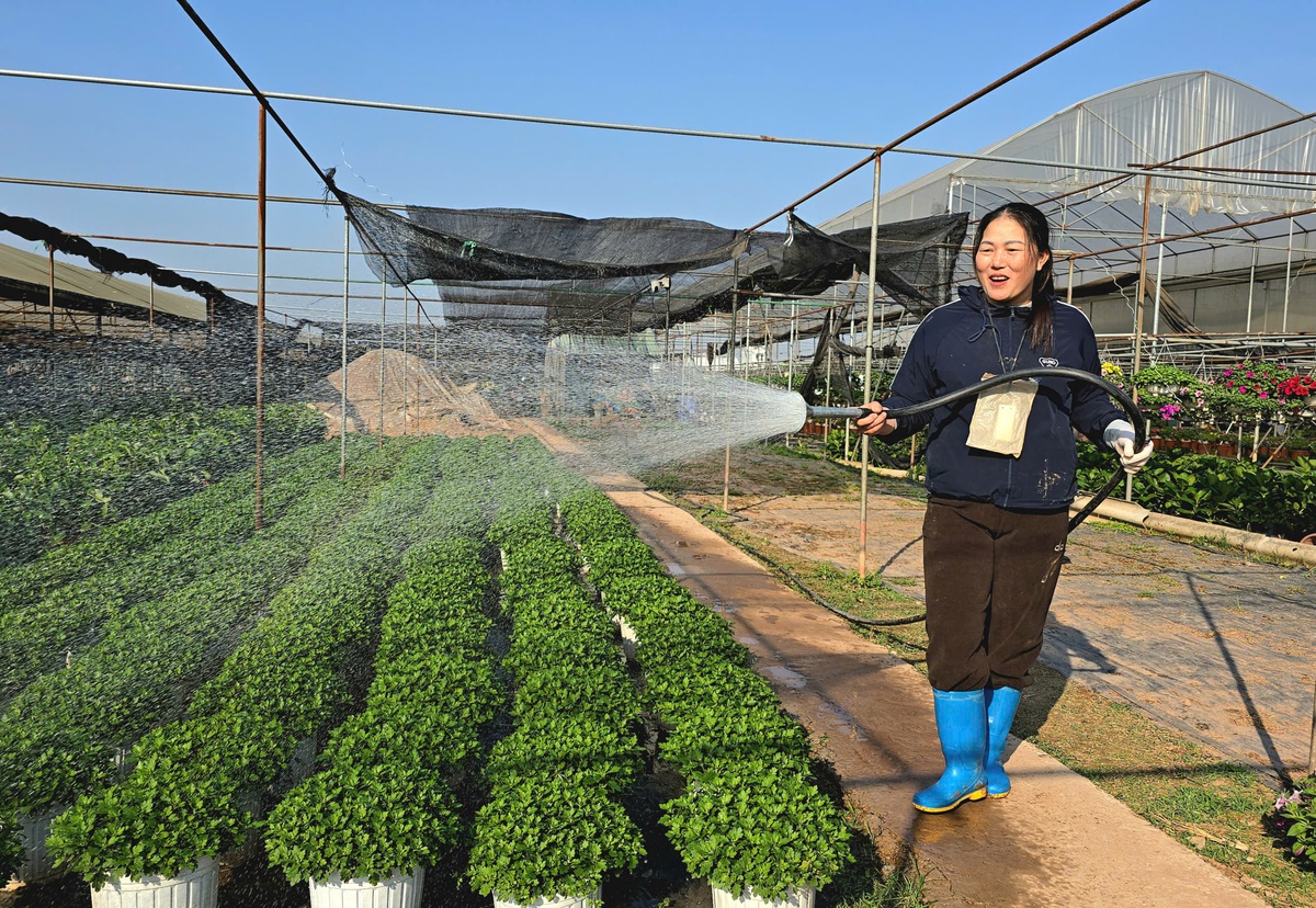 Làng hoa Xuân Quan đắt hàng sớm, giá tăng 10%-15% trong vụ Tết- Ảnh 6.