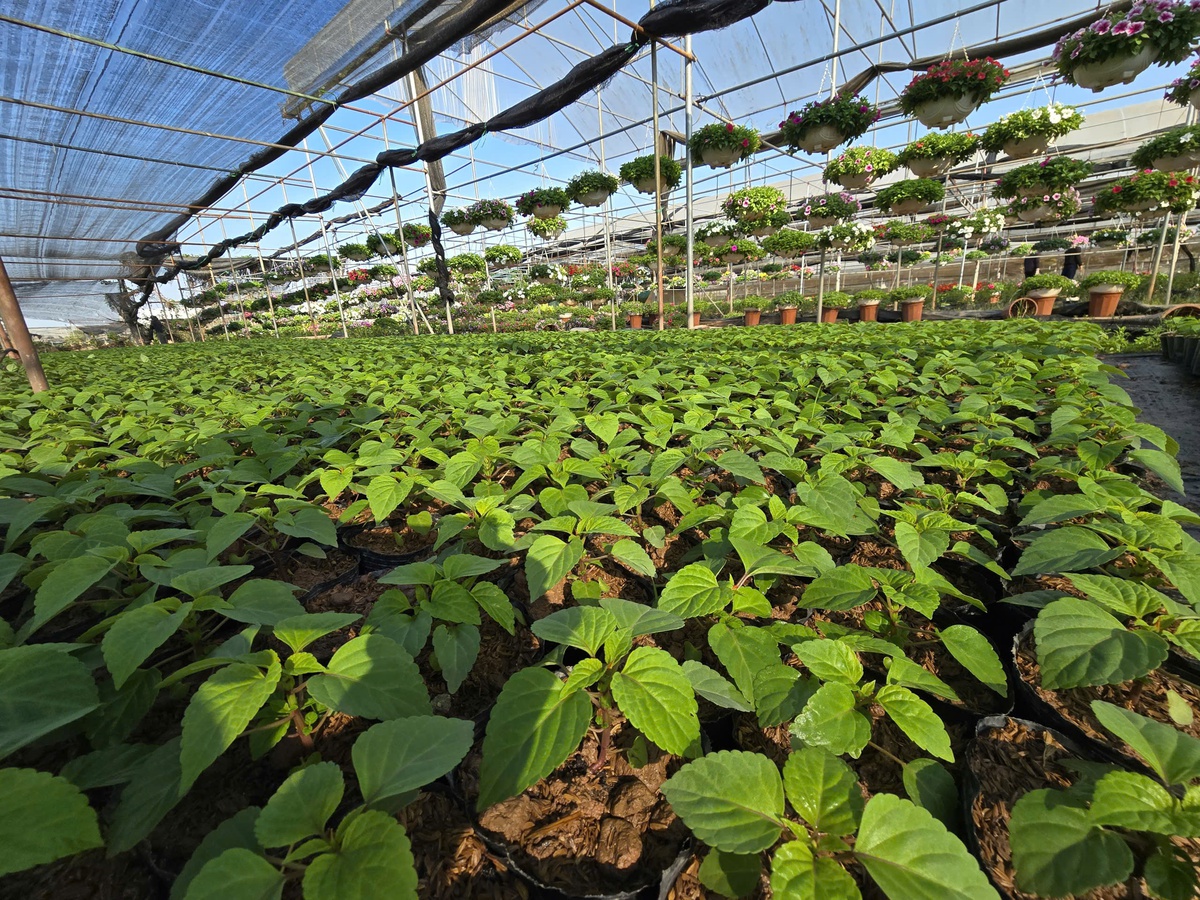 Làng hoa Xuân Quan đắt hàng sớm, giá tăng 10%-15% trong vụ Tết- Ảnh 8.