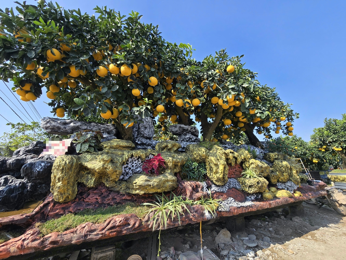 Chiêm ngưỡng loạt cây chơi Tết có giá hàng trăm triệu đồng- Ảnh 9.