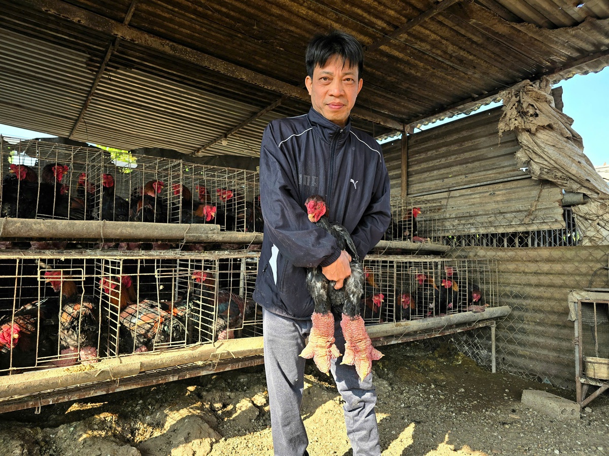 Gà Đông Tảo chân "khủng" vào vụ Tết Nguyên đán, giá bạc triệu, khách vẫn đặt mua từ sớm- Ảnh 5.